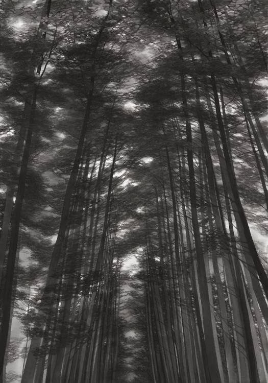 Secret Forest_Soyoung Kwon